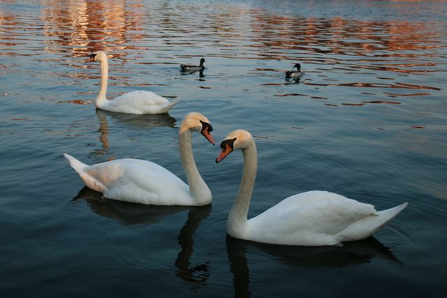 Couple of elegant swans swimming gracefully in a serene lake alongside a few ducks. Perfect for use in projects related to nature, wildlife exploration, peaceful environments, or as calming and tranquil imagery in advertisements and content focused on relaxation and natural beauty.