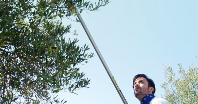 Man Harvesting Olives with Pole under Clear Sky - Download Free Stock Images Pikwizard.com