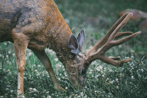 Velvet-Antlered Buck Grazing in Wildflower Meadow Close-Up Wildlife Portrait