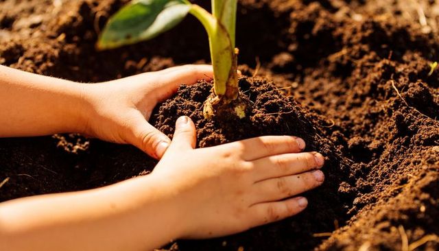 Child planting seedling with bare hands in sunlit soil nurturing growth and eco gardening