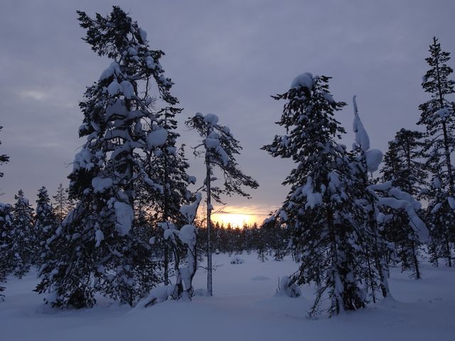 Snow-covered trees illuminated by a beautiful sunset creates a tranquil winter forest scene. This serene setting showcases nature's winter beauty, emphasizing the calmness and peacefulness associated with snowy landscapes. Perfect for illustrating wintertime tranquility, natural beauty, and the unique atmosphere of twilight in cold weather.