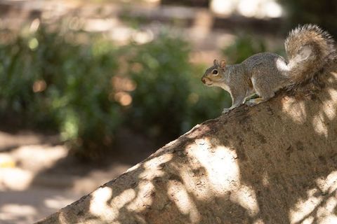 Gray squirrel perched on diagonal tree trunk in sunny park with dappled light and bokeh