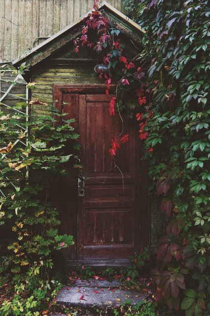Aged Wooden Door with Overgrown Ivy and Foliage - Download Free Stock Photos Pikwizard.com