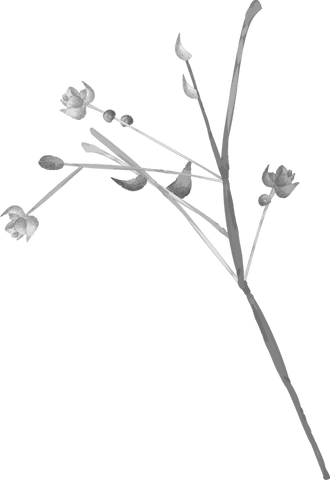 Elegant minimalistic botanical floral design on transparent background