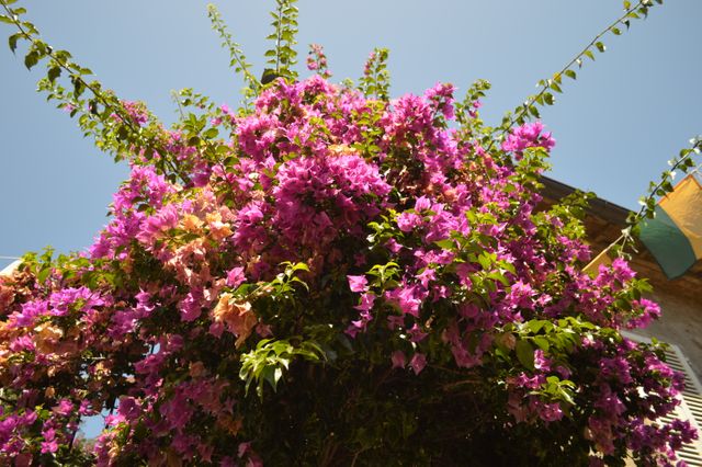 Vibrant pink flowers in full bloom on bougainvillea vine under clear blue sky. Ideal for use in gardening blogs, nature-themed websites, seasonal promotion materials, and outdoor event invitations. Suitable for backgrounds or depicting beauty of nature.