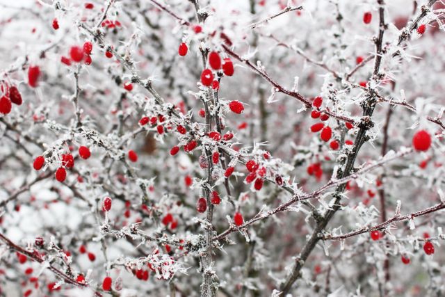 Branches laden with red berries cover frosty landscape, signaling the beauty of winter nature. This visually evocative snapshot of snow-covered berries amidst cold weather offers a perfect addition to seasonal designs, winter-themed content, nature documentaries, or holiday cards.
