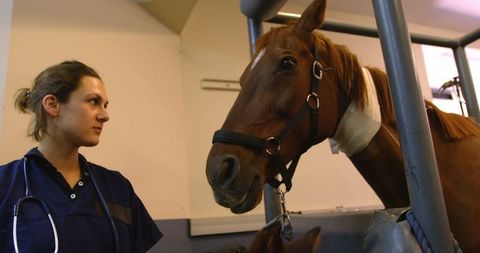 Veterinarian caring for injured horse with foal in hospital