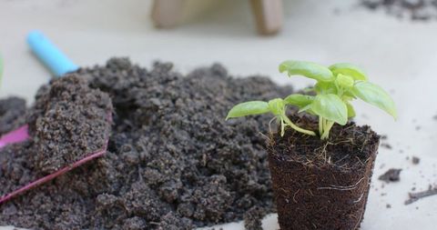 Young herb seedling in peat plug beside colorful trowel and potting soil for gardening