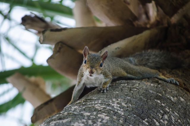 Squirrel climbing tree trunk surrounded by forest foliage and green background. Ideal for nature and wildlife magazines, environmental conservation campaigns, educational materials about animals, and website content focusing on wildlife and nature photography.