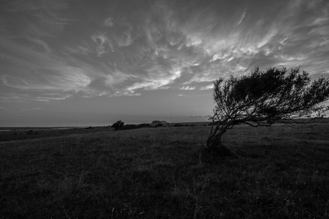 This image displays a solitary tree in an open grassy field, highlighted by a dramatic, cloudy sky in black and white. The tree appears to lean, likely shaped by persistent winds. The overall mood of the scene is serene and isolated, evoking feelings of calmness and solitariness. Perfect for use in nature conservation themes, meditation guides, inspirational background image, rural life depiction, wall art, and promotional materials emphasizing solitude or resilience.