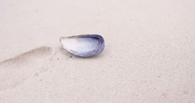 Close-up of seashell on sandy beach shore - Download Free Stock Images Pikwizard.com