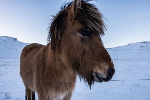 Majestic Icelandic Horse Standing in Winter Snow
