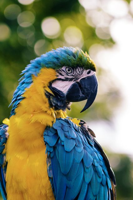 Vibrantly colored Blue and Yellow Macaw in profile view, showcasing its vivid feathers and distinctive beak. Ideal for animal and wildlife enthusiasts, birdwatching websites, educational purposes, and tropical-themed projects. Image highlights the natural beauty and striking appearance of this exotic bird, perfect for emphasizing themes of nature and wildlife conservation.