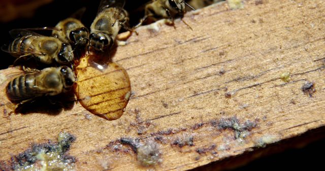 Close-up of a group of bees gathering around a droplet of honey on a wooden frame. Can be used for themes related to nature, insects, beekeeping, and the natural production of honey. Suitable for illustrating articles or educational materials about bees and their crucial role in the ecosystem.