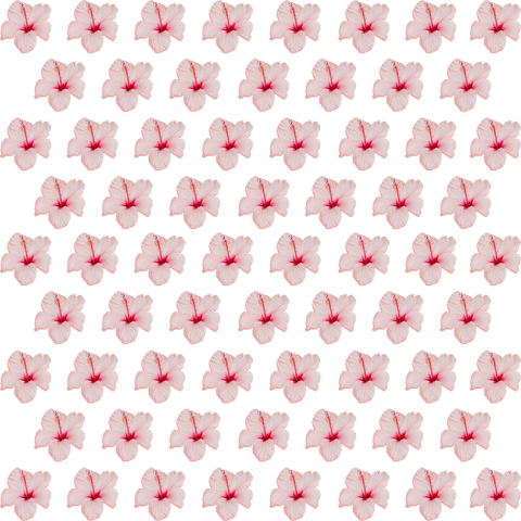 seamless pink flower pattern on transparent background - Download Free Stock Videos Pikwizard.com