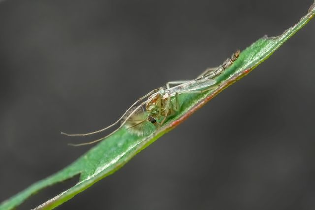 Delicate insect resting on a green leaf, with intricate details visible. Dark background emphasizes the contrast and highlights the fragile nature of the insect. Ideal for use in articles or educational materials about nature, insect behavior, entomology, or environmental studies.