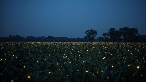 Twilight Magic with Flickering Fireflies Over Scenic Farmland