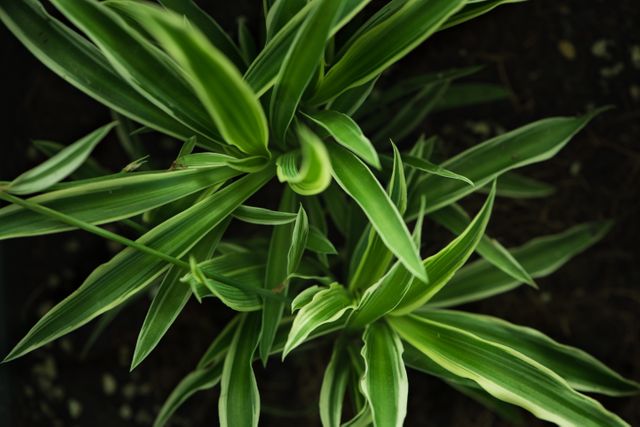 Showing a detailed close-up of green foliage with variegated leaves. Useful for projects related to gardening, botany, nature studies, landscaping, and design inspiration emphasizing natural health, growth, freshness, and environmental awareness.