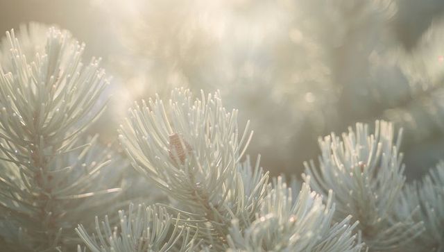 Glowing conifer needles catching warm backlight with small pine cone and soft bokeh