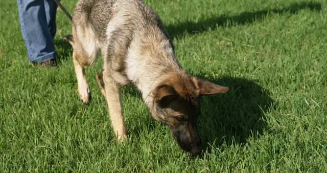 German Shepherd dog is sniffing grass during an outdoor walk on a sunny day. Its owner is visible with jeans and a leash. This image can be used for pet care articles, dog training resources, outdoor activity promotions, or nature and animal blogs.