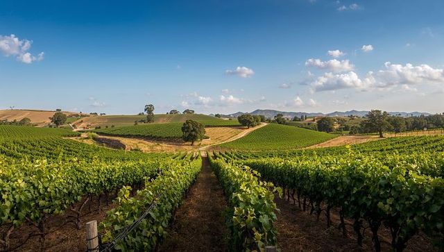 Sunny vineyard with lush grape vines and rolling hills