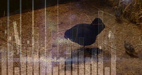 Rural Chicken Feeding Scene with Financial Overlays Symbolizing Growth