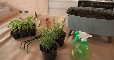 Indoor herb gardening with rosemary in kitchen workspace