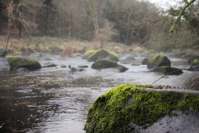 Tranquil forest river with moss-covered rocks creates a serene and peaceful atmosphere. Lush green moss on the rocks signifies untouched nature. Mist in the background adds to the quiet, early morning setting. Suitable for use in articles about nature, tranquility, and wilderness adventures. Ideal for illustrating environmental themes, natural beauty, and forest ecosystems.