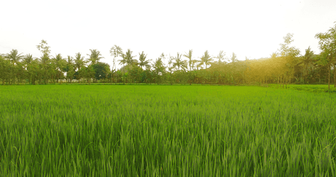 transparent field of lush green rice against bright sky - Download Free Stock Videos Pikwizard.com