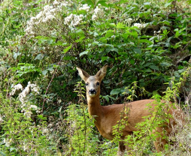 Alert Deer Standing in Lush Forest Foliage - Download Free Stock Photos Pikwizard.com