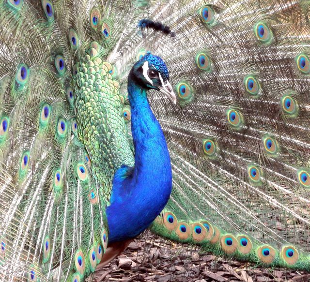 Majestic peacock spreading its tail feathers in a full fan, showcasing vibrant and iridescent colors. Ideal for use in wildlife articles, nature blogs, educational materials, and wallpaper for various digital devices to highlight the beauty and diversity of birds.