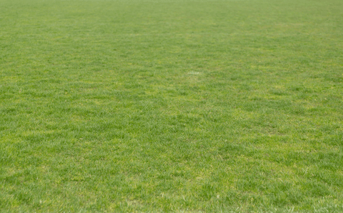 lush green grass on transparent background for nature themes - Download Free Stock Videos Pikwizard.com
