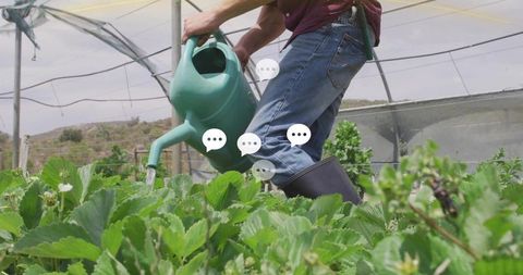 Gardener watering strawberry plants in greenhouse using green can wearing jeans and boots