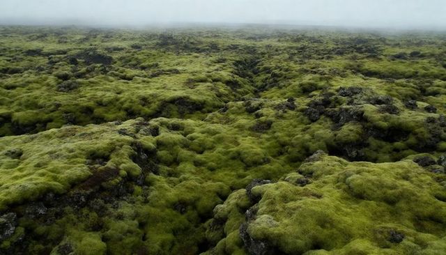 Moss-covered lava plain stretching into low fog, rugged basalt hummocks and crevices