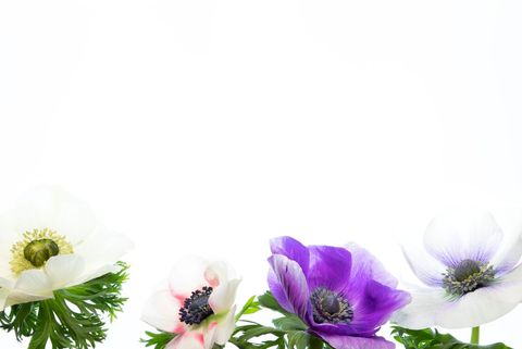 Vibrant anemone flowers on clean white background