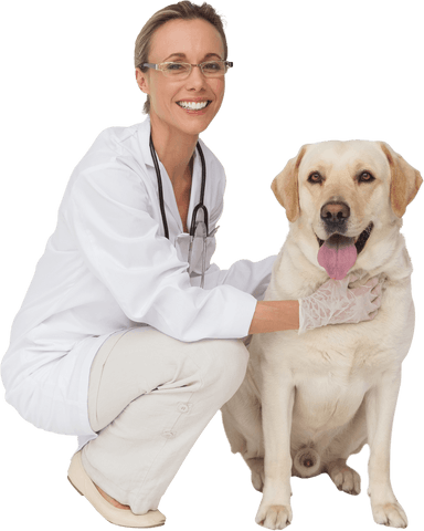 transparent smiling veterinarian with loyal yellow labrador dog - Download Free Stock Videos Pikwizard.com
