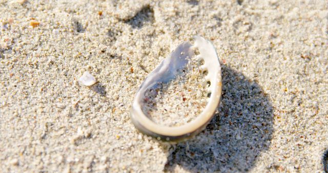 This close-up view of a shell partially buried in sand on a sunny beach highlights the tranquil and calming essence of coastal vacations. Perfect for use in travel advertisements, nature-inspired designs, or backgrounds for beach-themed projects.