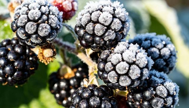 Frost-kissed blackberry cluster sparkling in sun on bramble with frost crystals, macro closeup