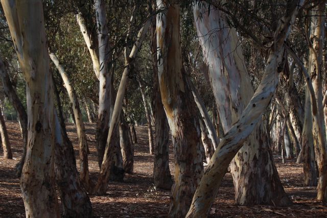 Dense Forest of Tall Eucalyptus Trees in Natural Landscape - Download Free Stock Photos Pikwizard.com