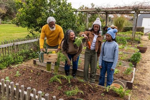 African american grandparents harvesting carrots with grandchildren in backyard vegetable garden