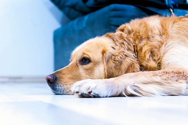 Golden Retriever laying down on wooden floor indoors, looking relaxed. Suitable for topics related to pets, dogs, home interiors, calm environments, and animal companionship.