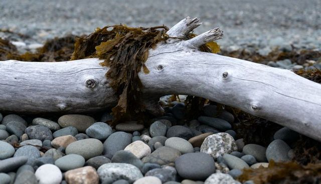 Bleached driftwood lying across pebble beach with kelp and rounded stones