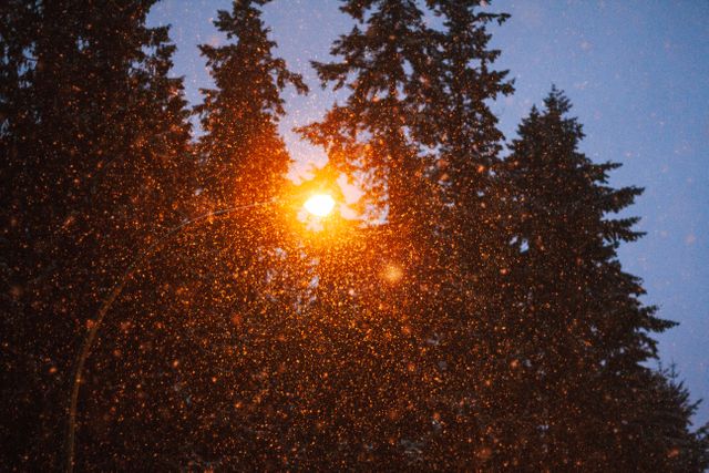 Streetlight Illuminating Snowfall in Forest at Dusk - Download Free Stock Photos Pikwizard.com