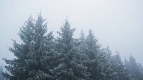 Filming Frosted Conifer Canopy from Below in Foggy Alpine Forest, Steady Tilt-Up Shot
