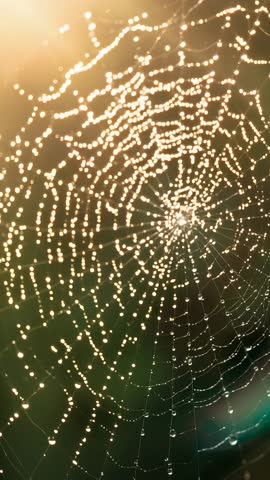 Vertical video of glittering orb spider web catching golden hour sun with dew droplets and teal flar