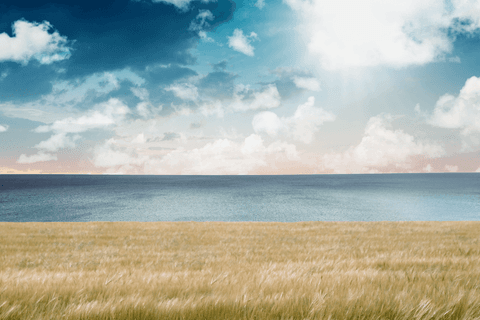 transparent serenity of sea and meadow digital illustration - Download Free Stock Videos Pikwizard.com
