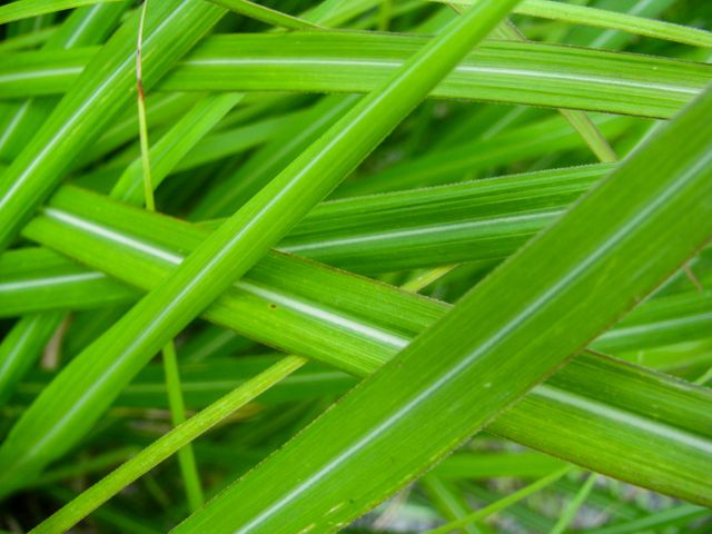 Close-up shot focuses on fresh green grass blades, showcasing vibrant colors and natural textures. Ideal for use in nature-related content, environmental campaigns, gardening websites, or as a background for eco-friendly designs.