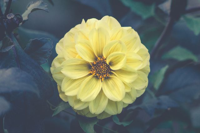 This stunning macro shot of a yellow flower highlights the intricate details of its petals and central core. Ideal for use in gardening blogs, floral arrangements guides, or as a decorative element in nature-themed designs.