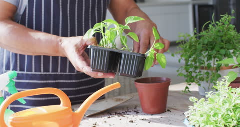 Retired Woman Transplanting Seedlings at Home