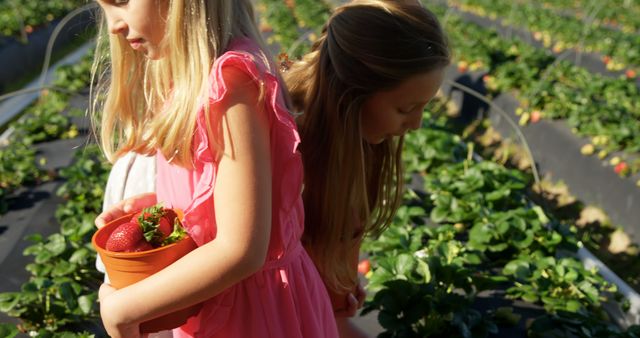 Two young girls are picking fresh strawberries on a farm. One girl holds a terracotta pot filled with ripe strawberries while the other bends over to inspect the plants. Ideal for concepts related to child activities, healthy eating, outdoor fun, farming, and family bonding.